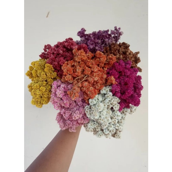 bunga kering edelweis, bunga kering edelweis putih, bunga edelweis kering