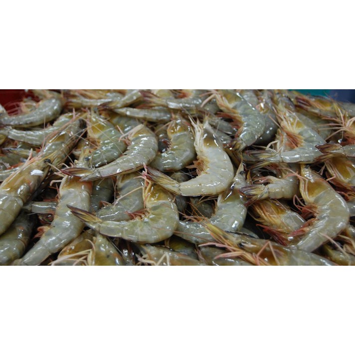 

Udang Kecil Murah Fresh