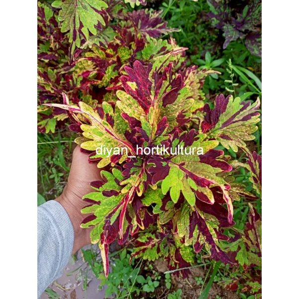 bunga miana premium langka Tanaman Hias Murah Miana Langka