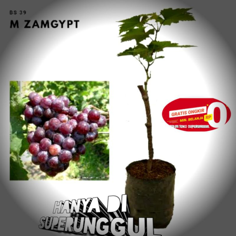 Bibit Anggur Import Jenis M Zamgypt