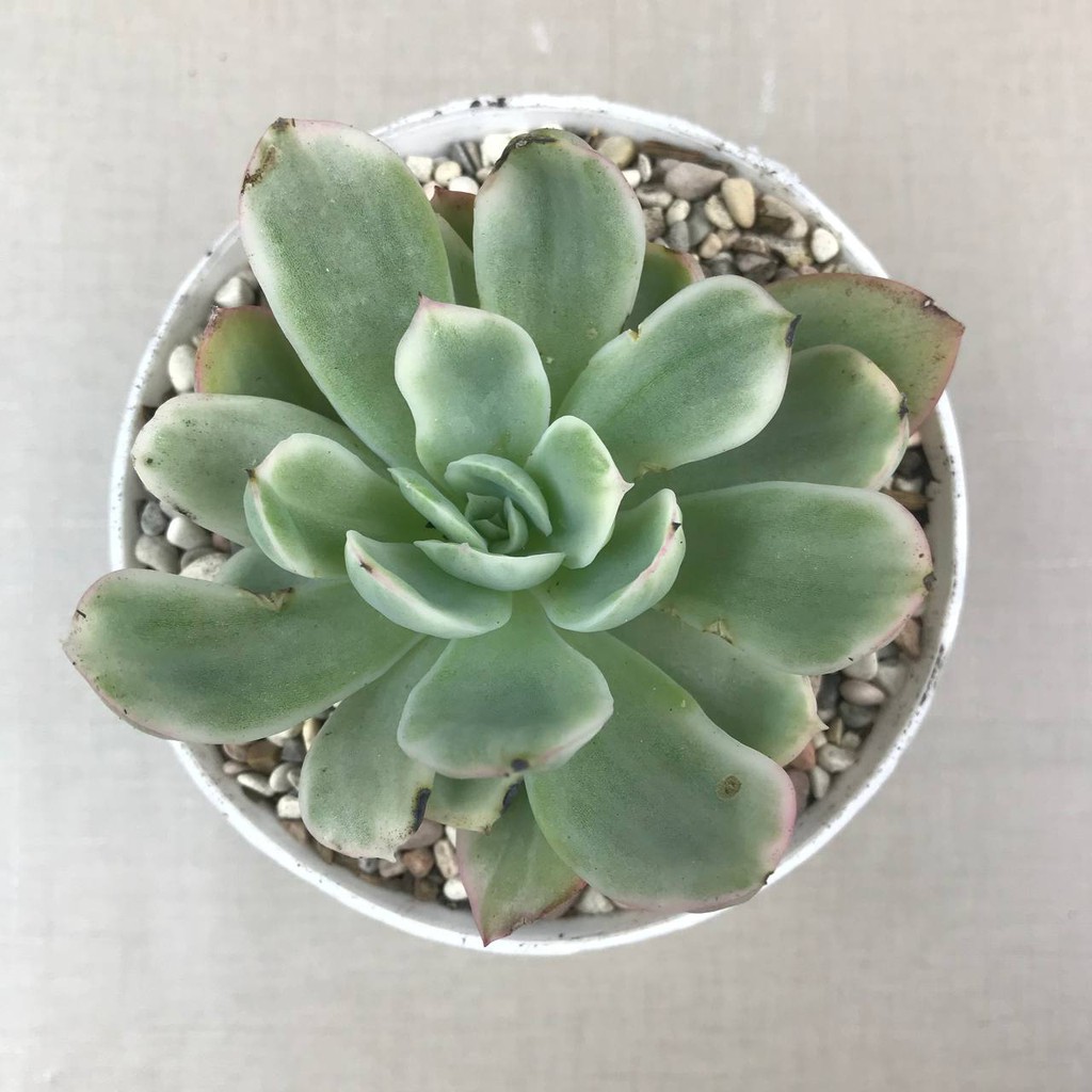 Kaktus Sukulen (Echeveria Lemon &amp; Lime Var) Tanaman Hias Hidup