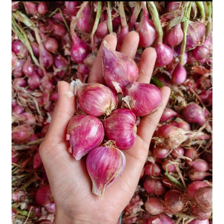 

Bawang merah 1kg