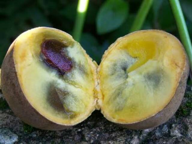 

Ready Buah kepel 1kg Super buah langka periode 2025