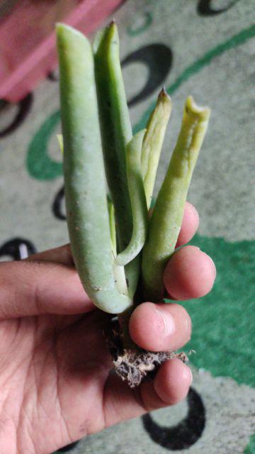 Kaktus Sukulen Paket 50 Pohon Bonus 50 Pot