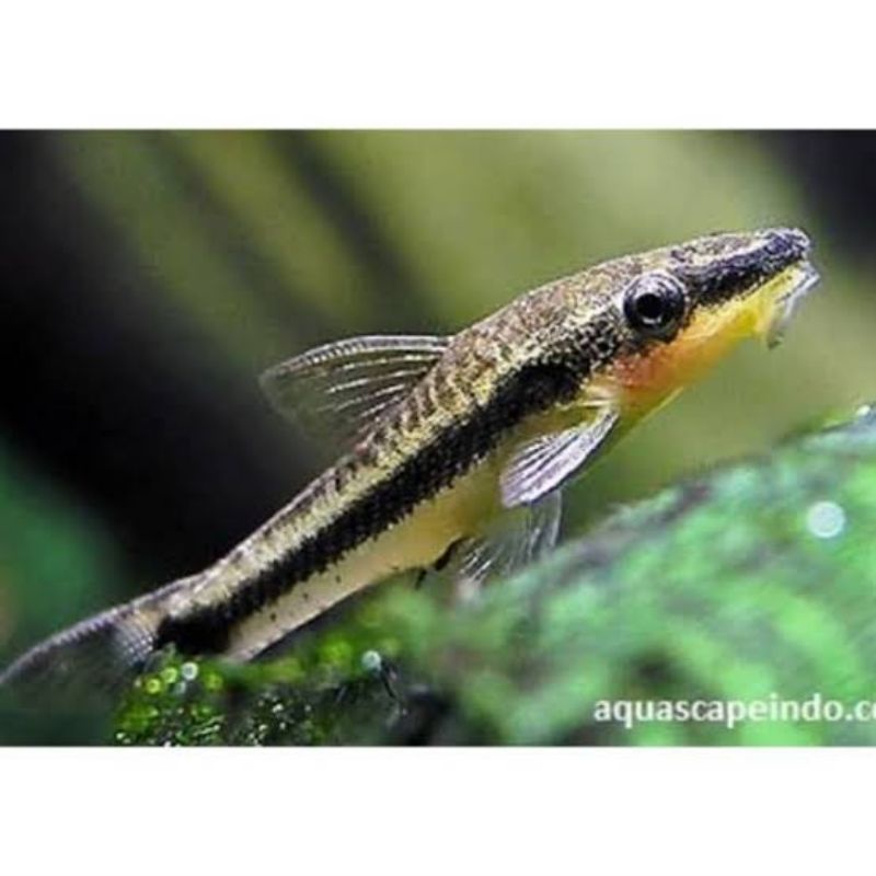 Ottocinclus Affinis Algae Eater Aquascape