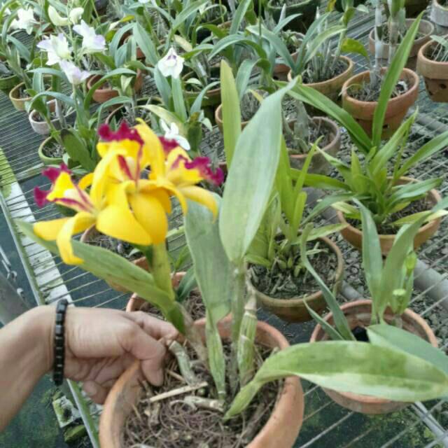 PROMO.... Anggrek Cattleya Thailand Remaja Dewasa