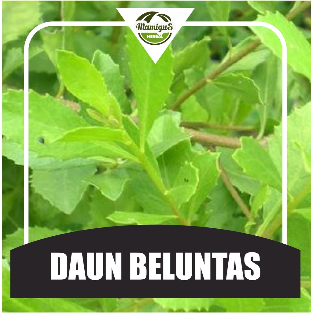 

Daun Beluntas / Luntas Segar 100 Lembar