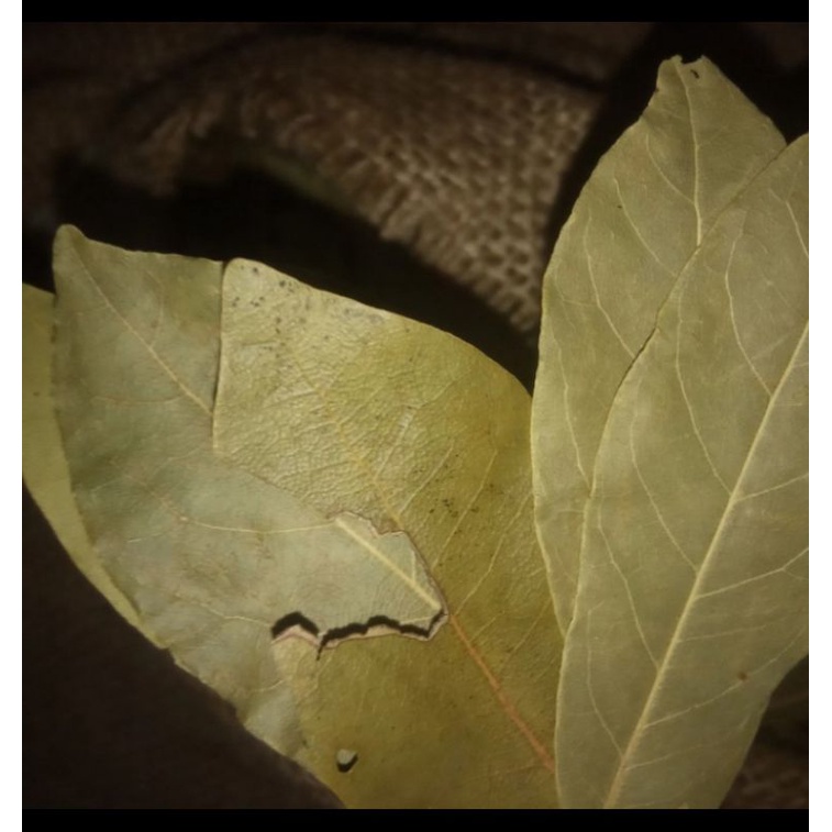

Bayleaf Bay Leaves Turkish 15 gram
