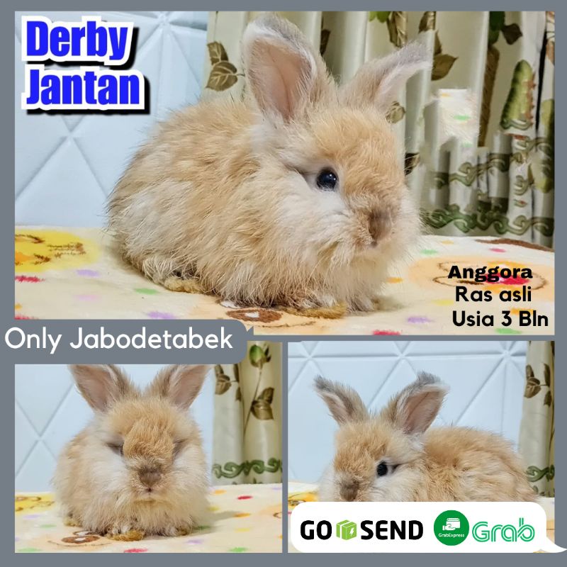 JUAL KELINCI HIDUP HIAS ANGGORA HEWAN PELIHARAAN JINAK BERKUALITAS BERSIH SEHAT RABBIT