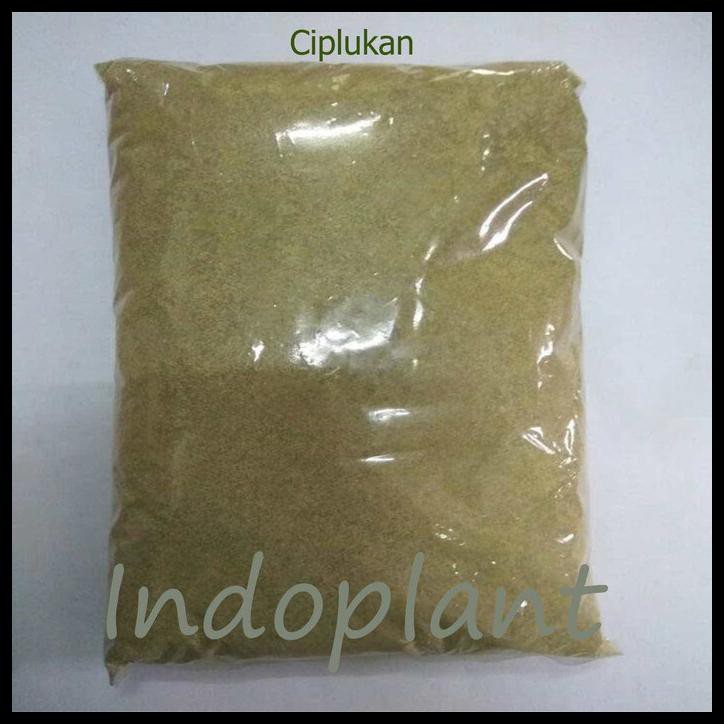 

Serbuk Ciplukan 500 G Bubuk Herba Daun + Buah Ceplukan Ɩ Cecendet