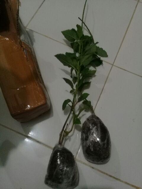 Tanaman Pecut Kuda