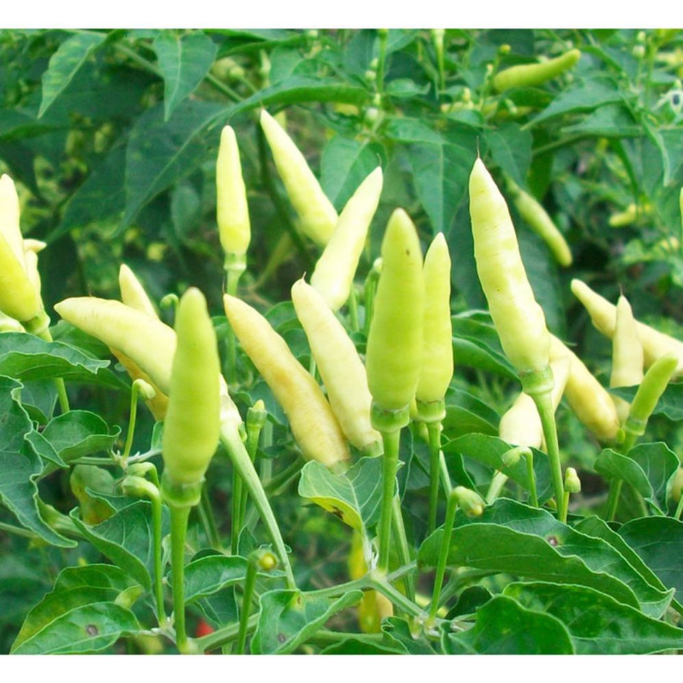 

50 Bibit Cabe rawit putih super unggul mudah tumbuh