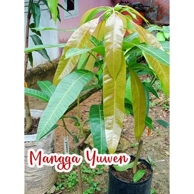 Bibit Tanaman Mangga Yuwen