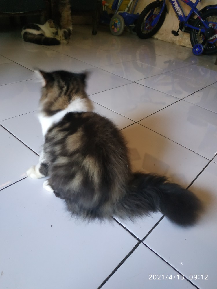 Maura Couple - Sania Ruffle Batik Couple Ori Ndoro Jowi Dnt Garansi Termurah Shopee - Pekalongan