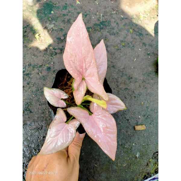 syngonium singonium sengonium pink allusion