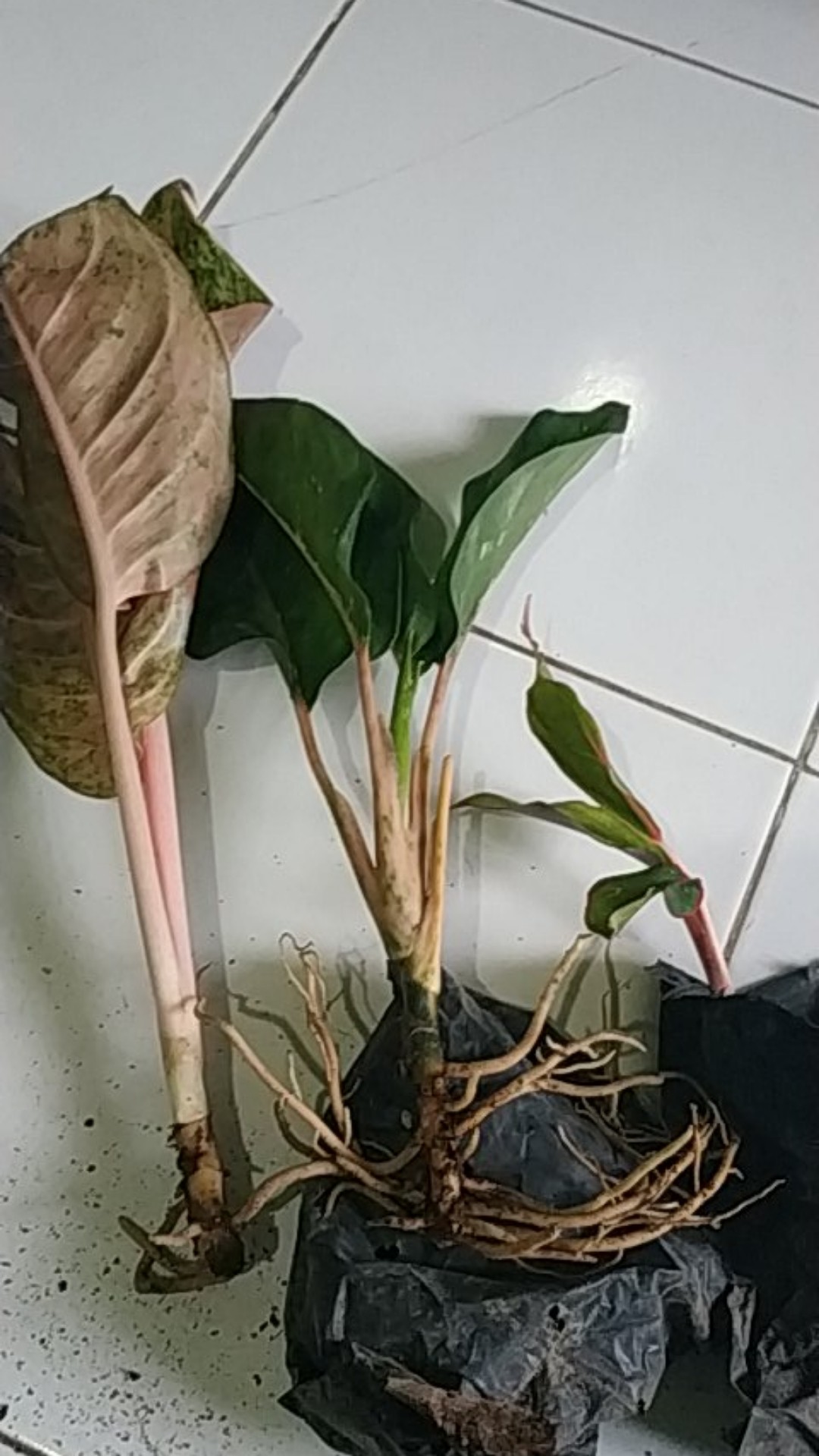 Aglonema murah Shopee Indonesia Aglonema murah Shopee Indonesia