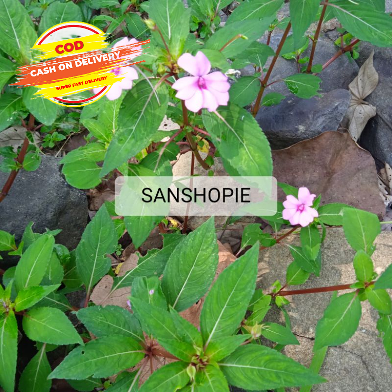 

Daun Pacar Air Segar Paket 1 Kg