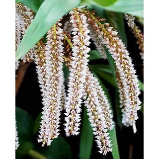 anggrek eria multiflora dewasa siap berbunga