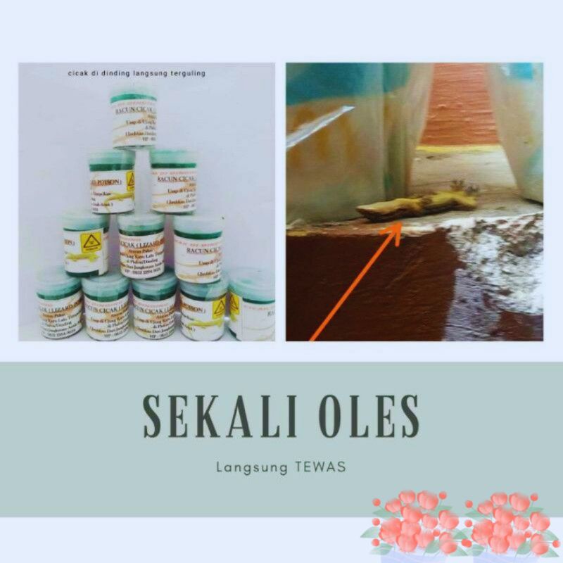 RACUN CICAK HERBAL RACAK HERBAL ORIGINAL GROSIR BTS (COD Bisa)