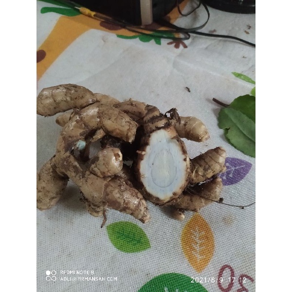 temu hitam segar/kunyit hitam herbal