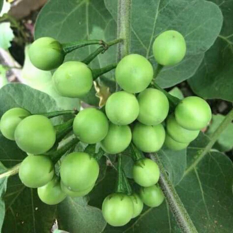 

buah tekokak atau takokak 250gram