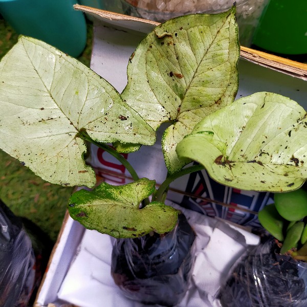 Tanaman Hias Indoor Singonium Moonsine•|•tanaman Hias Pot Singonium Putih