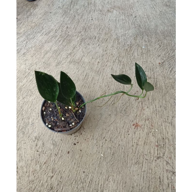 scindapsus treubii black form scindapsus black scindapsus dark form