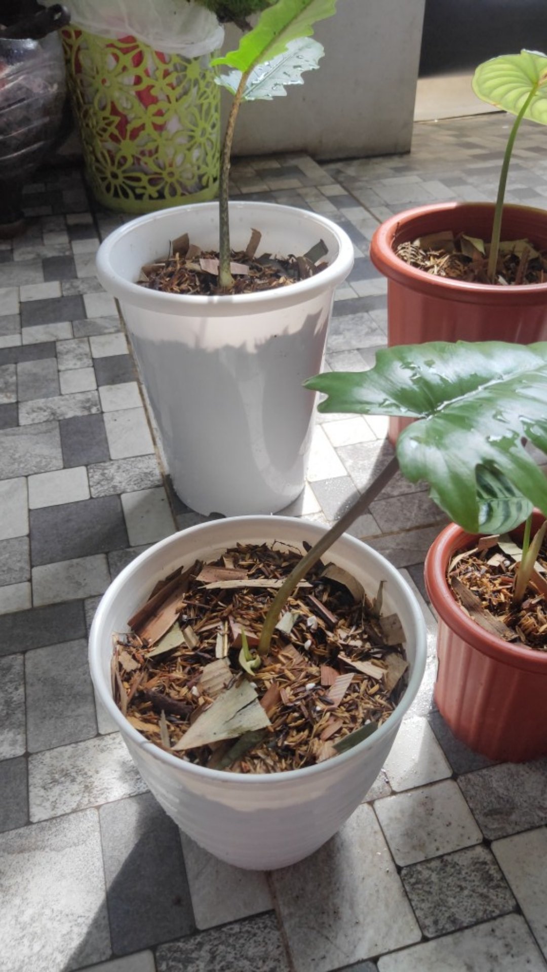 Root Up Perangsang Akar 10gram