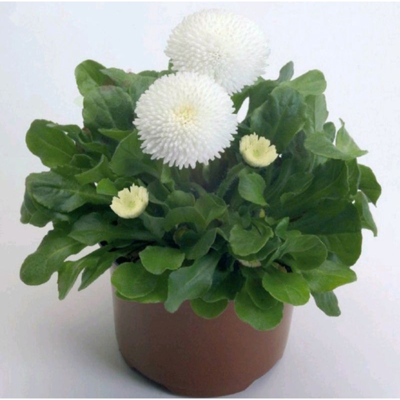 benih BUNGA BELLIS PERENNIS tasso MIX english daisy isi 1 biji