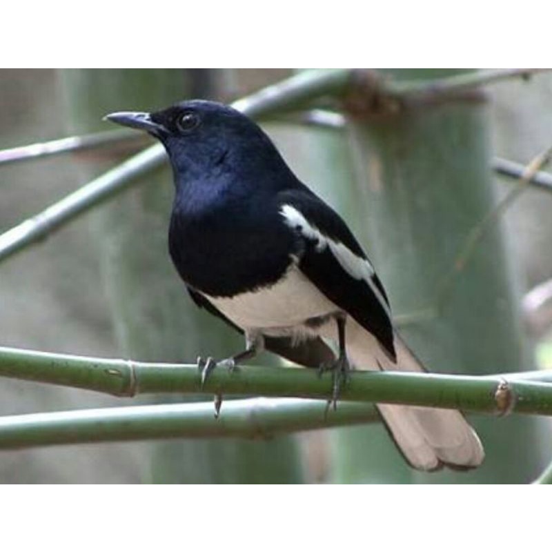 Kacer Dada Putih Jawa Barat Voer Total