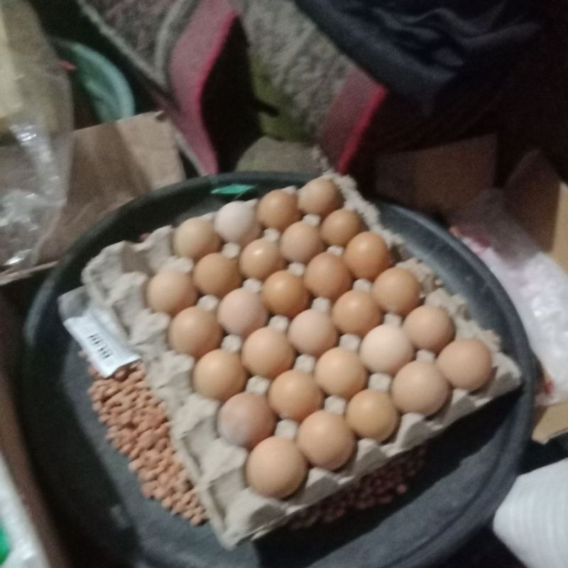 

telur ayam