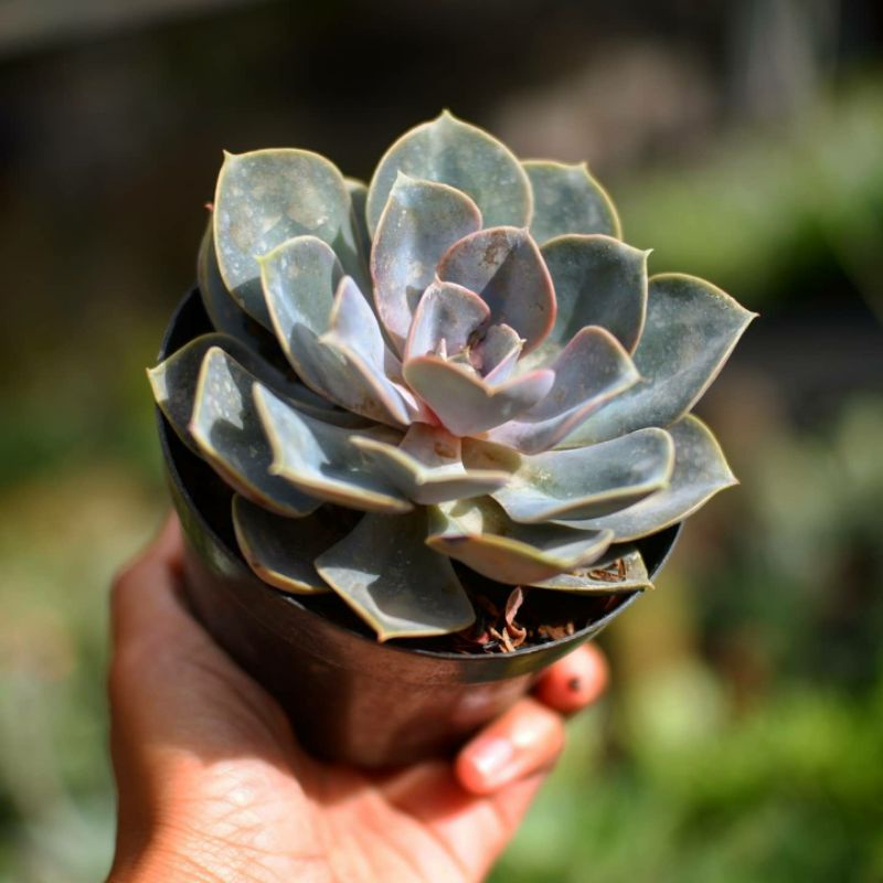 Sukulen Echeveria Perle Von Nurnberg Superbum Agavoides Lipstick Topsy Turvy Jumbo