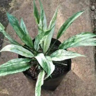 

peach lili varigata remaja