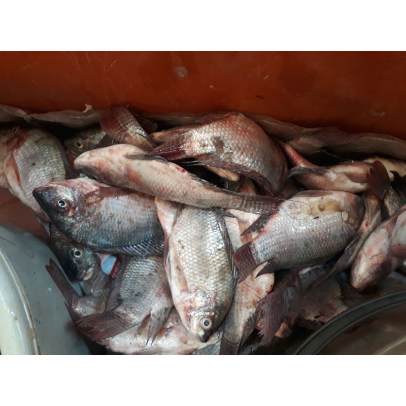 

ikan segar