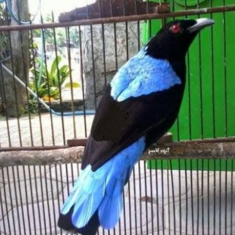 Jual BURUNG CUCAK BIRU JANTAN PILIHAN | Shopee Indonesia