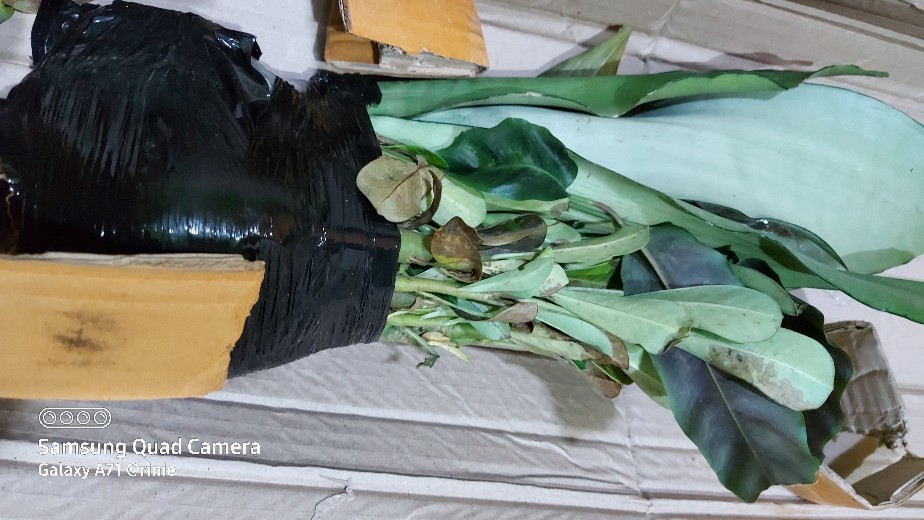 Tanaman Hias Sansivera Moon Shine