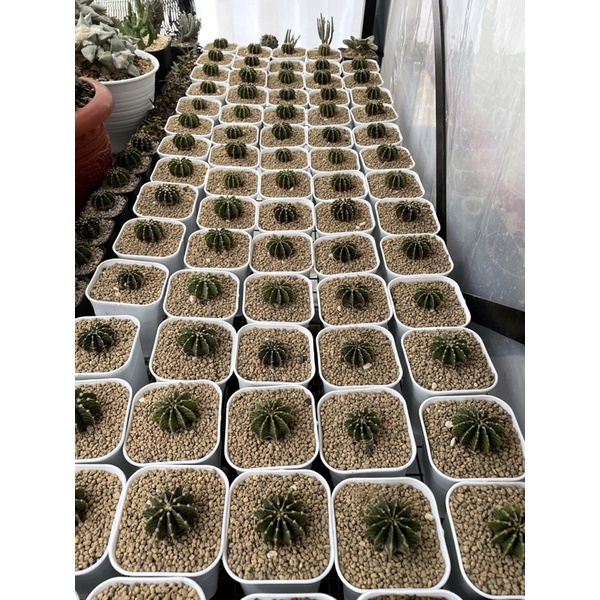 Kaktus LB 2178 / LB Ori