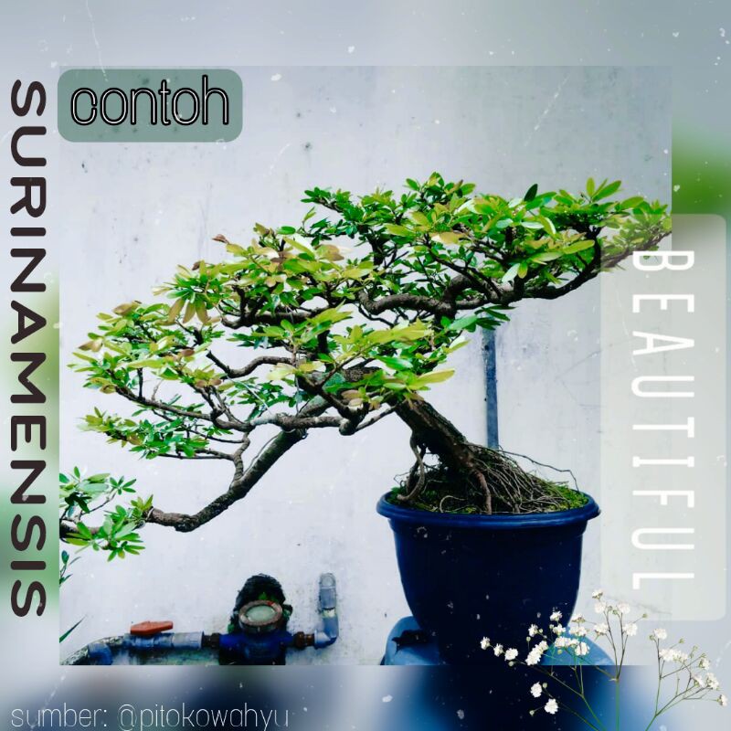 KALIANDRA SURINAMENSIS BEST GARDEN