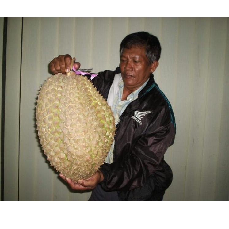 Harga Murah.. BOSTER DURIAN 500 ml FERTI DURIO pupuk ampuh utk membuahkan durian di luar musim