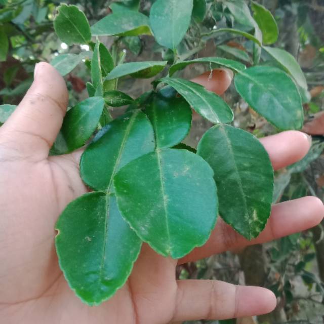 

Daun jeruk purut bumbu masak organik 15gr