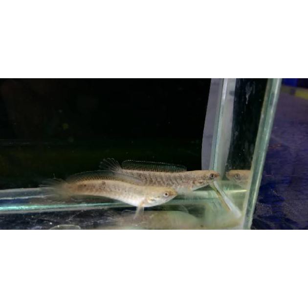 Ready Chana Andrao (3-4Cm) Ikan Gabus Hias Predator