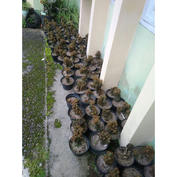 tanaman hias kaktus mini