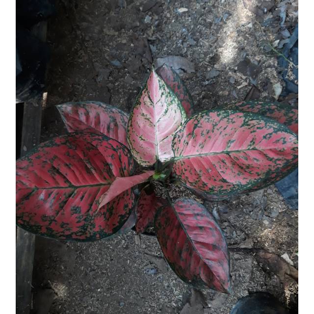 Aglonema Big Apel (ukuran besar)