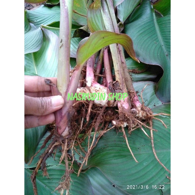 BIBIT GANYONG BIBIT UMBI GANYONG MERAH DAN PUTIH CABUTAN TANPA DAUN
