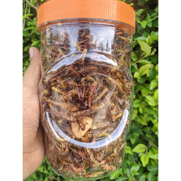 

BELALANG GORENG GURIH TIDAK PEDAS