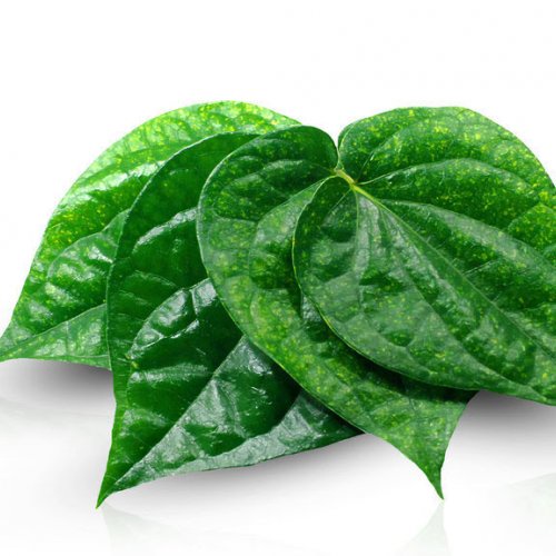 

Daun Sirih Alami Organik dan Fresh