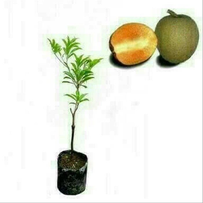 bibit tanaman buah sawo alano jumbo