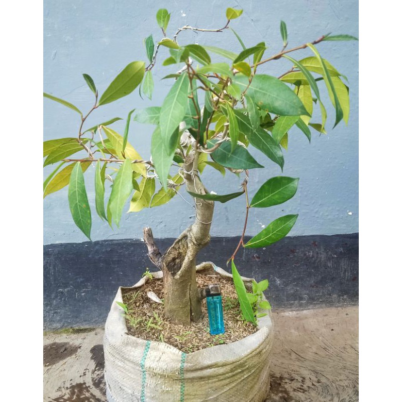 bonsai amplas putih/ramplas/hamplas (ficus amplas)
