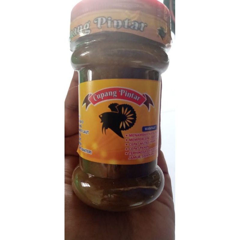 CUPANG PINTAR JELLY BURAYAK