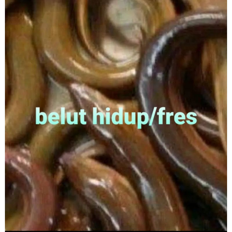 

IKAN BELUT HIDUP/500 GRAM